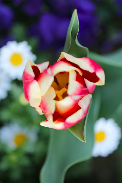 美丽的红粉色和奶油色的郁金香花头。微距特写照片从顶部与绿色和紫色的背景。图片下载