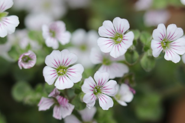 侏儒宝宝的呼吸花，特写户外微距照片。图片下载