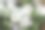 侏儒宝宝的呼吸花，特写户外微距照片。图片下载