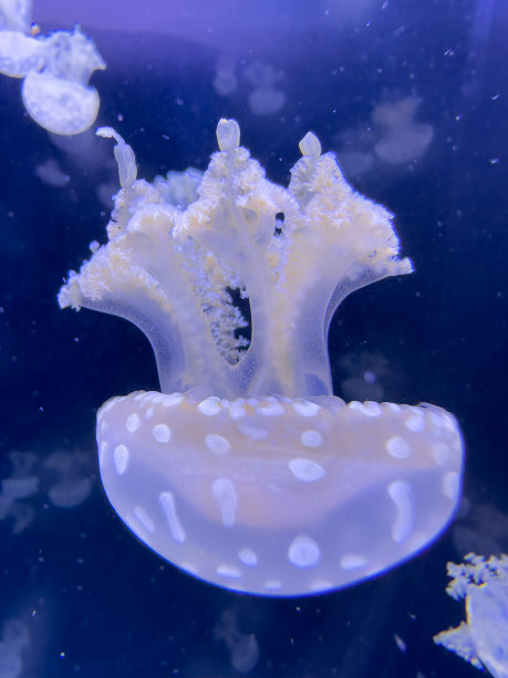 月亮水母的特写照片图片下载