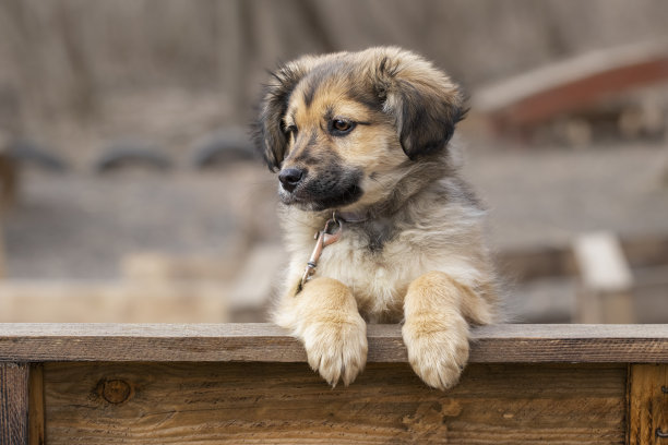 小狗在长凳上。有趣的毛茸茸的小狗站在木凳上。在公园散步的狗。图片下载