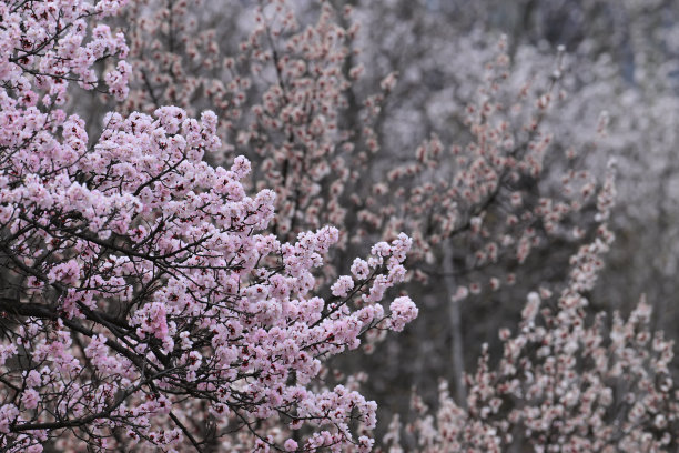 粉红色的樱花在春天盛开图片下载