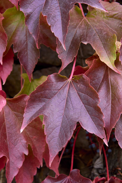 绿色和红色常春藤叶子的细节。图片下载