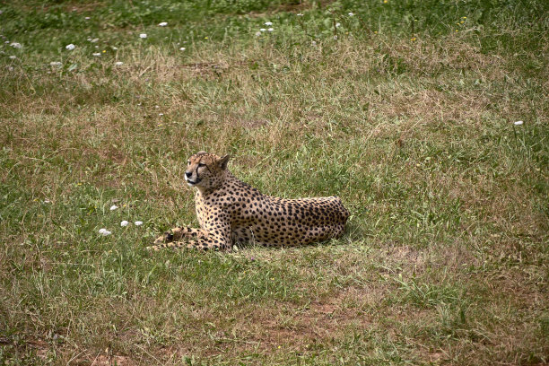 一个地质学家，躺在大草原的草地上图片下载