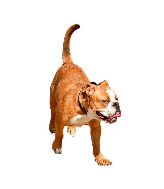 有趣的蔑视狗图片下载