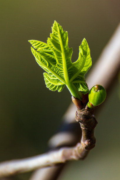 春天来了，初叶初果图片下载