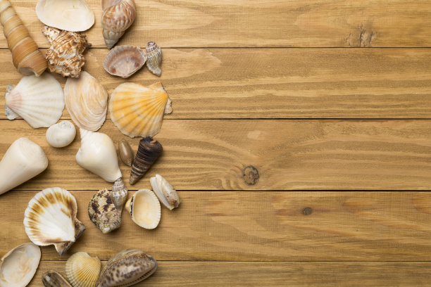 木质背景上的贝壳，俯视图。夏天的概念图片下载