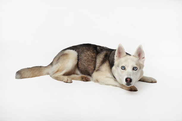 肖像的灰色女孩西伯利亚躺在一个白色的背景图片下载