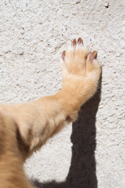 一只小狗的右前腿，爪子压在墙上图片下载