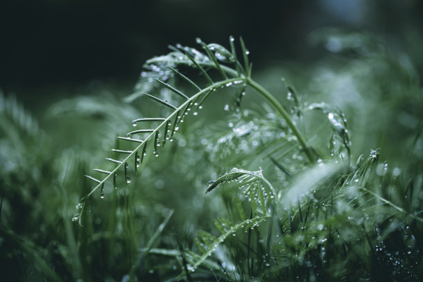 春雨过后，绿草带着雨滴图片下载