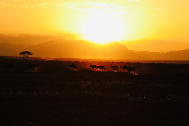 东非长角羚羚羊图片下载