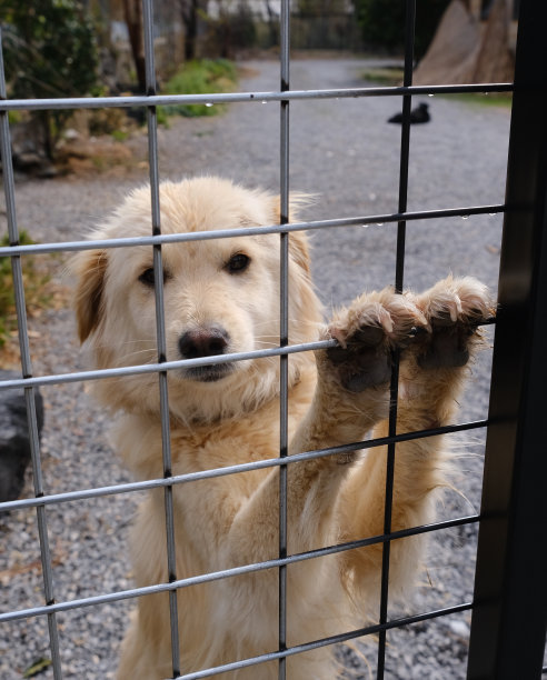 狗站在牢房栅栏后面图片下载
