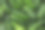 新鲜的整个成熟黄瓜为背景，俯视图图片下载