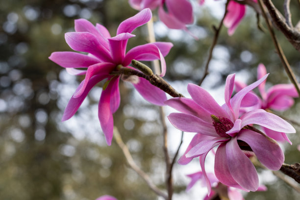白色和粉红色的木兰花图片下载