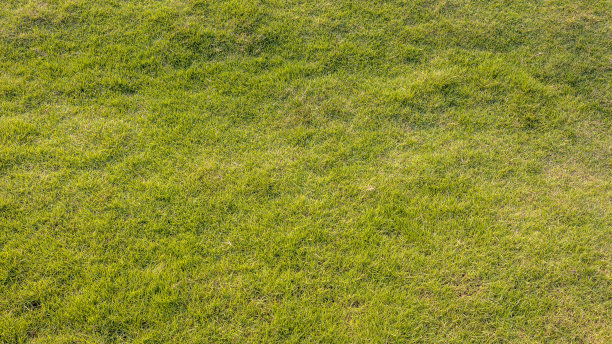 从上面看，背景是一片新鲜贫瘠的土地。图片下载