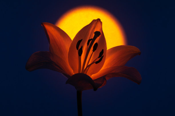 在黑暗的工作室里，百合花瓣被照亮图片下载