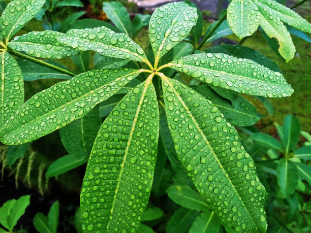 早晨露水粘在树叶上的自然照片图片下载