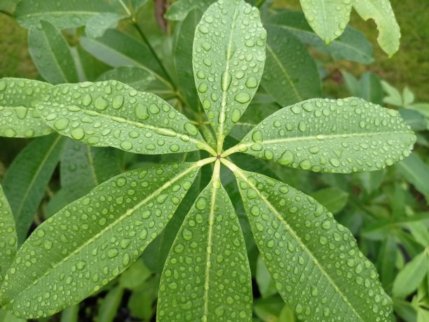 早晨露水粘在树叶上的自然照片图片下载