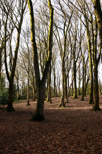 约克郡基斯利的奥克沃斯公园，光秃秃的树木在斑驳的阳光下图片下载