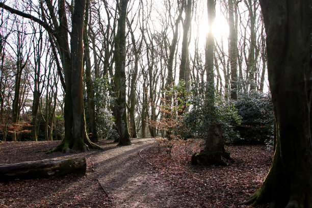 约克郡基斯利的奥克沃斯公园，阳光穿透树木的天然林地图片下载