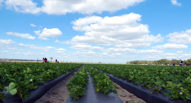 草莓园艺场景观背景图片下载