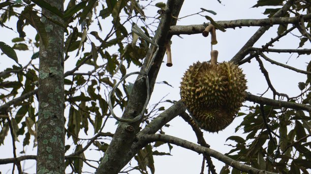 树上的榴莲成熟了图片下载