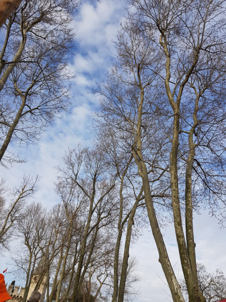 下午和游客一起去森林图片下载