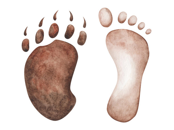 水彩插图。手绘棕色的人类足迹和熊的爪印。男人，女人，孩子的脚。有爪子的熊掌。世界动物日。人类和动物友谊的孤立剪贴画图片下载