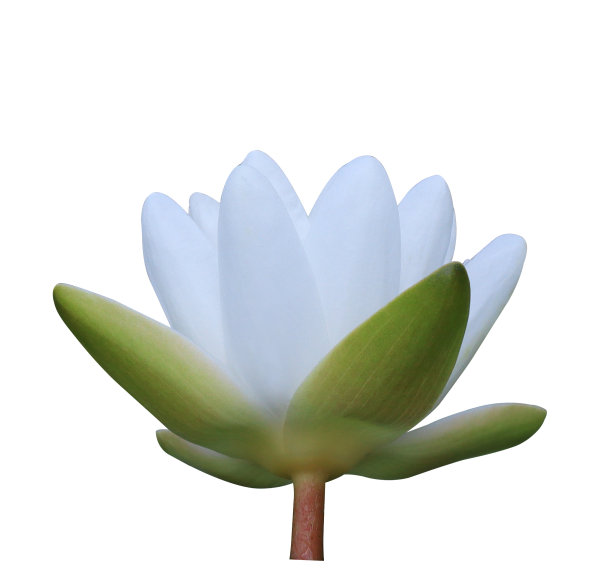 荷花或睡莲花。图片下载