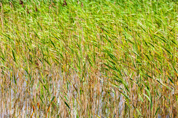 阳光下的芦苇叶图片下载