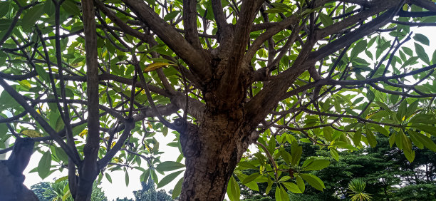 树干和树枝的特写照片图片下载