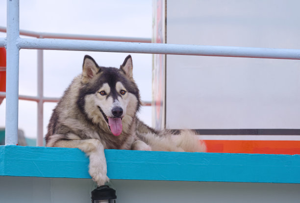 可爱的西伯利亚哈士奇的宠物肖像，躺在港口的船甲板上看着相机图片下载