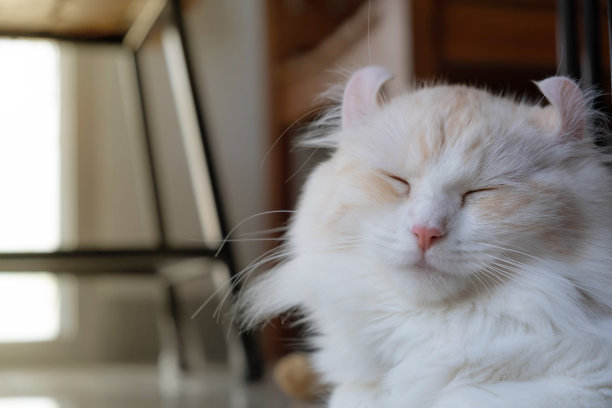 一只奶油色的美国卷曲猫睡在室内的地板上。图片下载