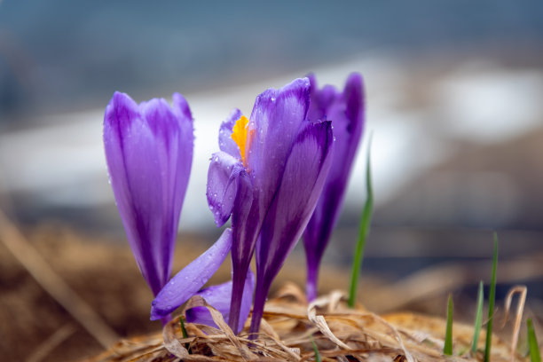 春天。番红花在草地上盛开。
Koscielisko,波兰。图片下载