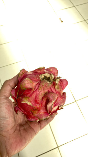 红色的水果叫火龙果在手图片下载