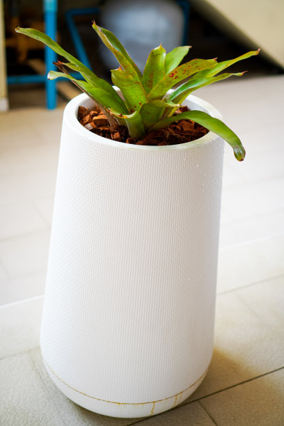 图片垂直显示的是凤梨科植物，在房子周围的白色花盆中增加室内或卧室的氧气，瓮植物，aececmea fasciata。图片下载