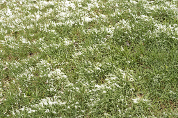 雪覆盖在公园的草地上。概念降水，寒冷，霜冻，异常天气条件在温暖的季节。文章背景图片图片下载