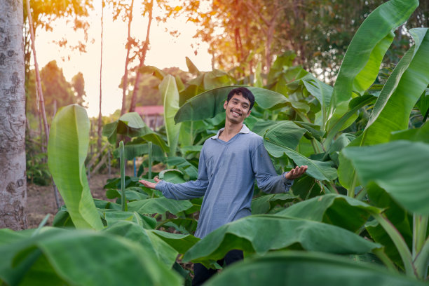 英俊的园丁微笑着站在他种植的果园里。图片下载