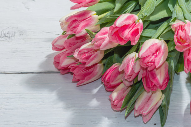 白色的木质背景上有新鲜的粉色郁金香的香味。母亲节的节日概念图片下载