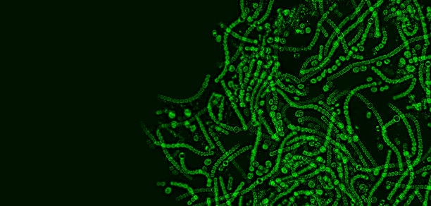 益生菌，乳酸菌。细菌和微生物。微量益生菌，菌群图片下载