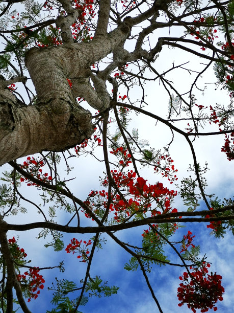 一棵有红色花朵和蓝色模糊背景的高大树的梦幻图片图片下载
