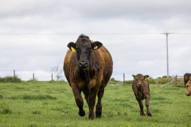 奶牛和小牛图片下载