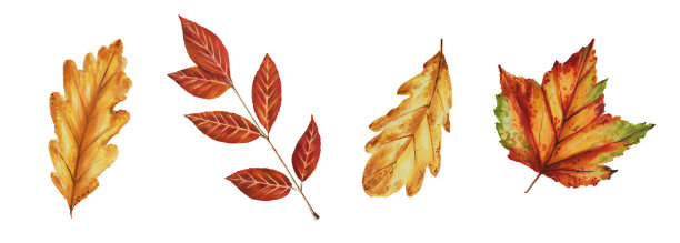 秋天水彩树叶孤立插图在白色背景。枫叶，橡树叶。季节性秋季元素。感恩节，万圣节，设计师插画，剪贴簿图片下载