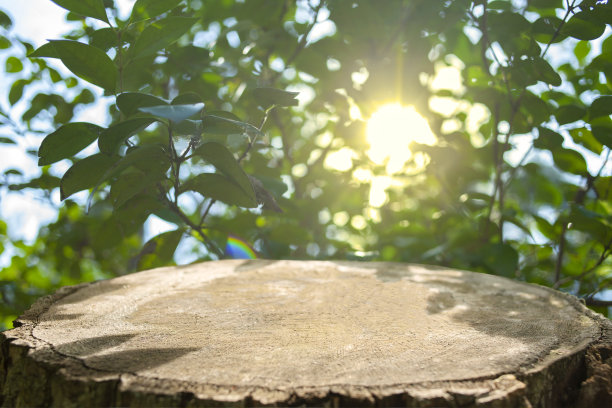 森林残肢模糊的背景图片下载