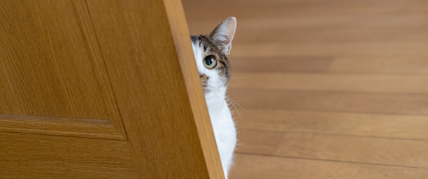 里的猫图片下载