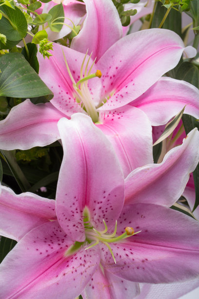 粉红色的百合花的特写图片下载