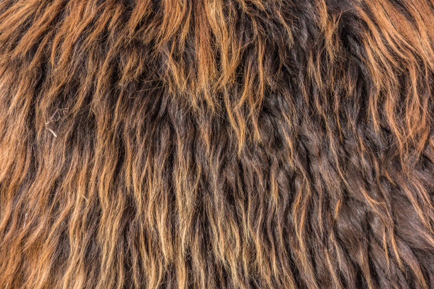 毛质厚驴毛的质地图片下载