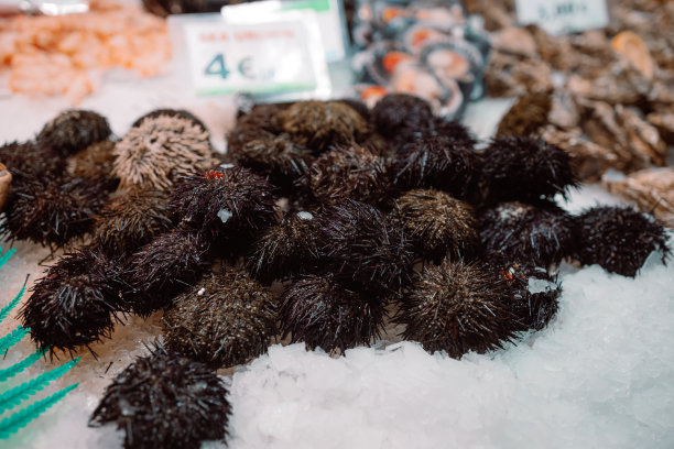 Sea ​​urchin at a fish market, in La Boqueria, Barcelona famous marketplace图片下载