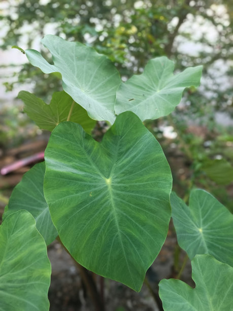 叶宽的绿芋头生长在东南亚的热带种植园图片下载