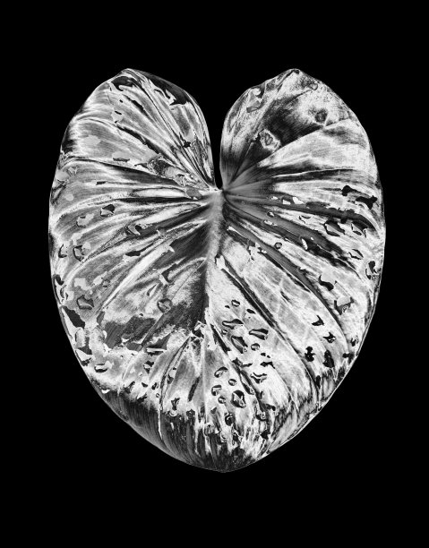 银色金属叶子，水滴黑色背景孤立特写，银色叶子，闪亮的灰色金属植物叶子，单色花瓣插图，黑白花分枝图案，复古装饰图片下载